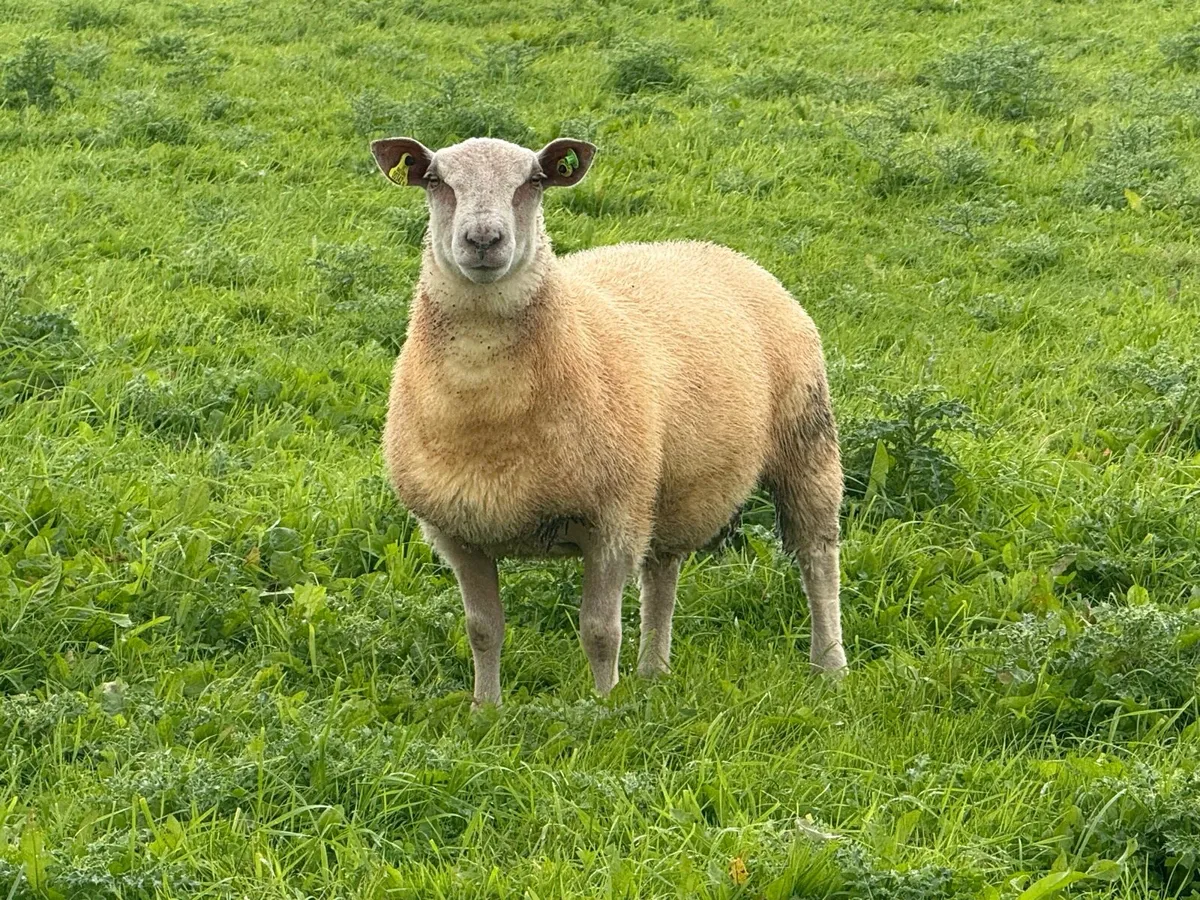 Pedigree Charollais Ram Lambs - Image 1