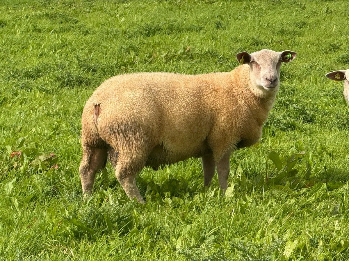 Pedigree Charollais Ram Lambs - Image 2