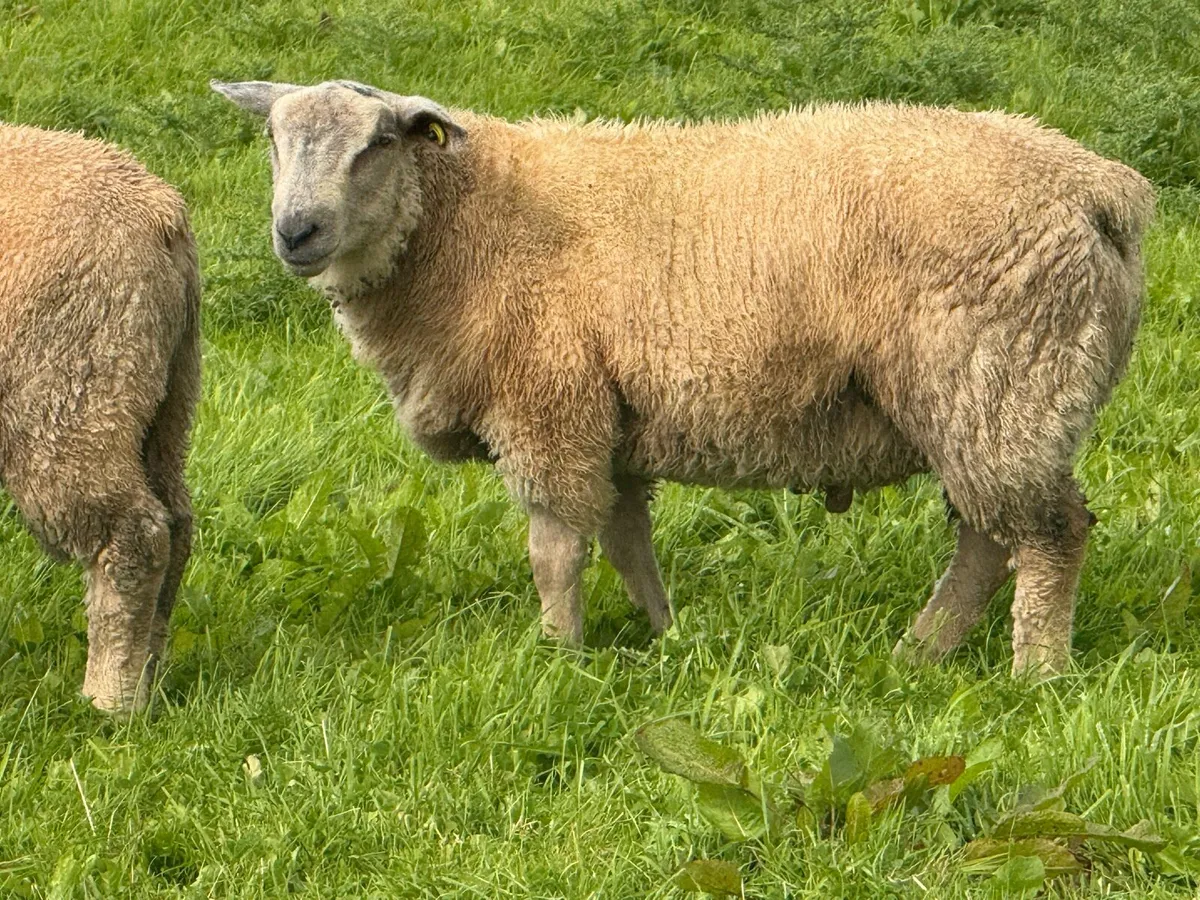 Pedigree Charollais Ram Lambs - Image 3