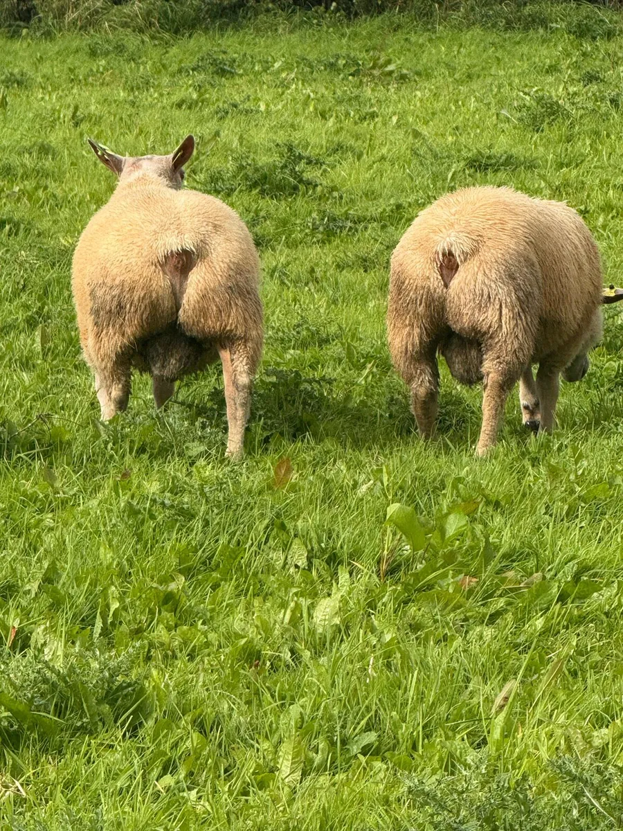 Pedigree Charollais Ram Lambs - Image 4