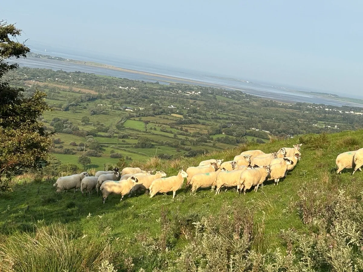 X-Bred & Suffolk X Hoggetts for Manorhamilton Thur - Image 1