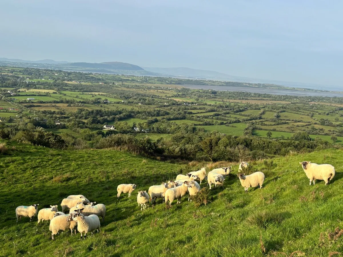 X-Bred & Suffolk X Hoggetts for Manorhamilton Thur - Image 2