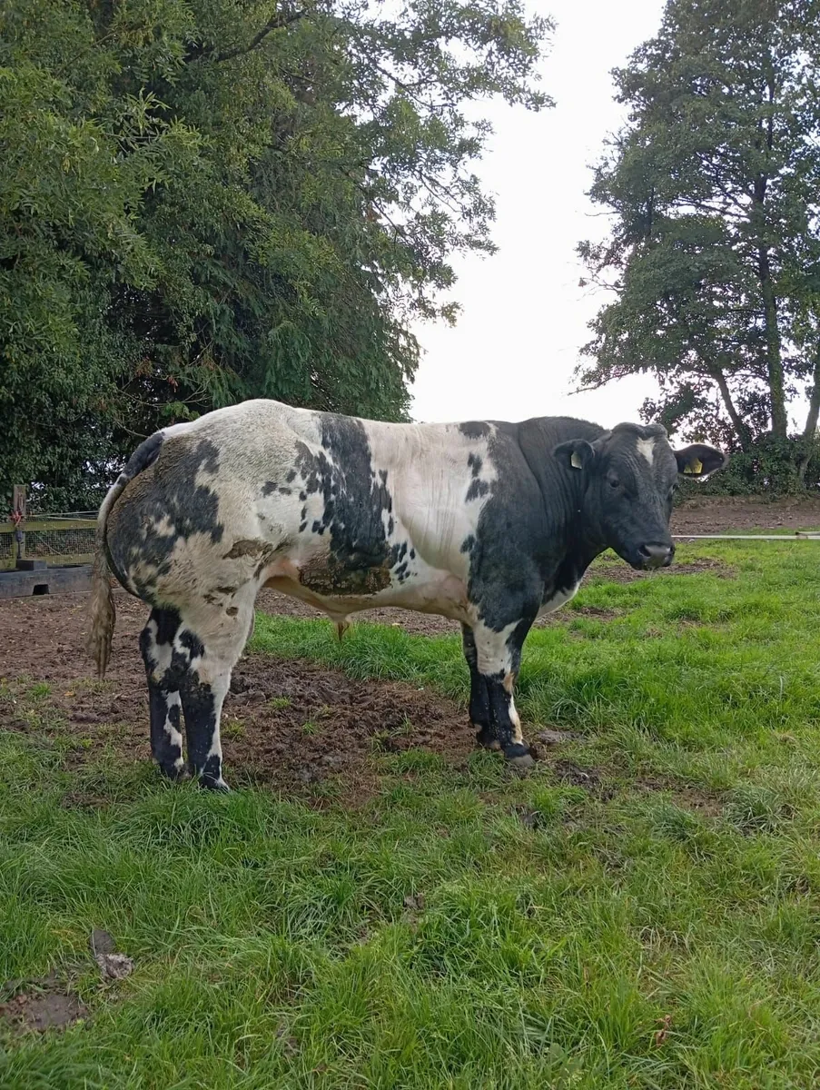 Belgium Bull - Image 2