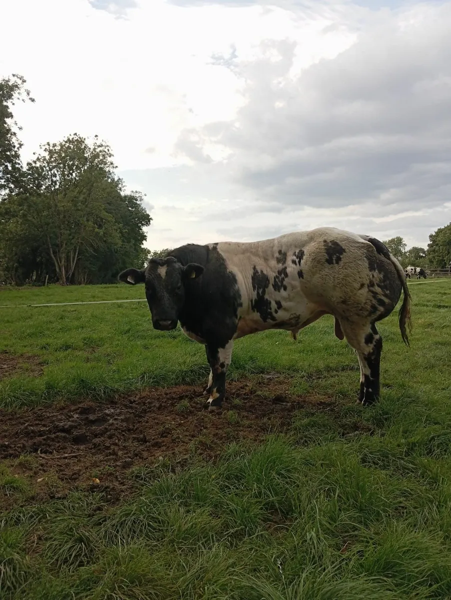 Belgium Bull - Image 3