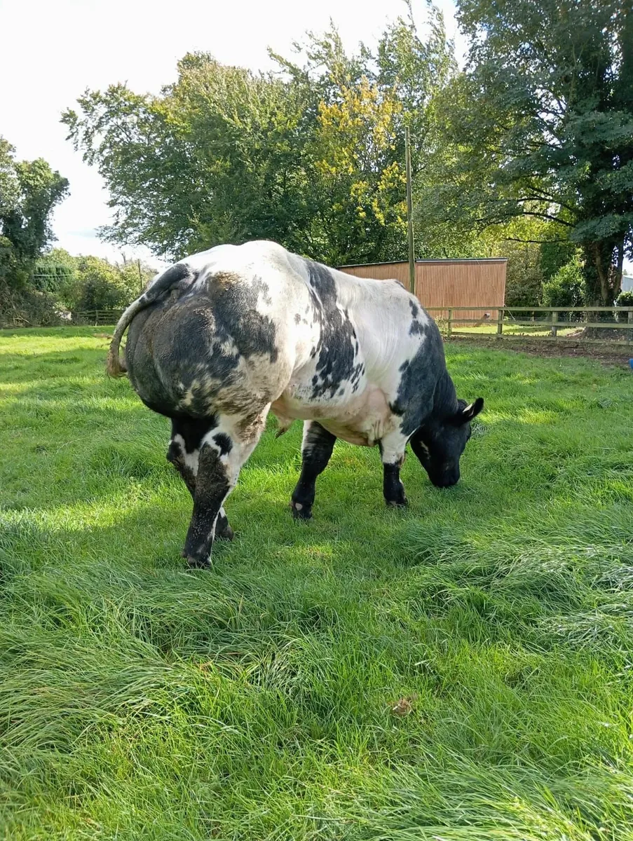 Belgium Bull - Image 4