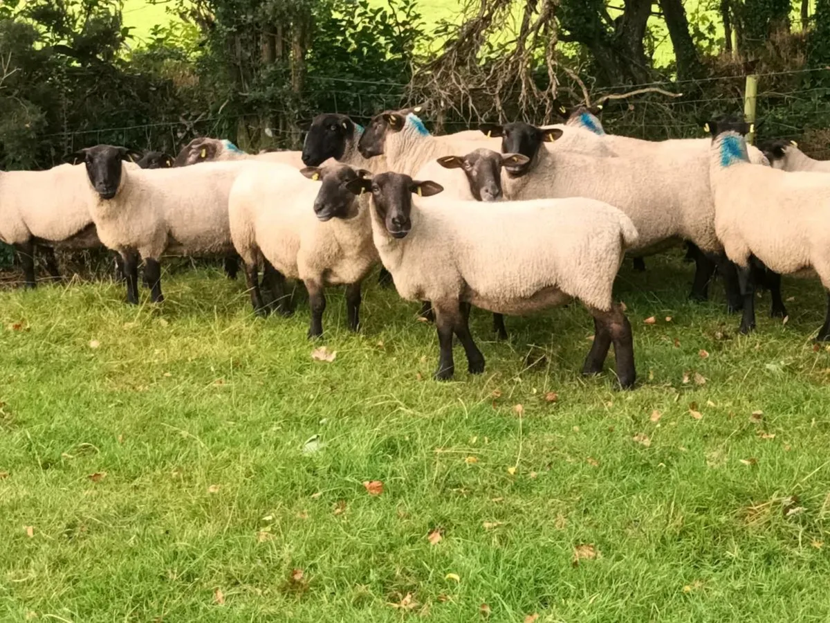 19 Three and Four year old Ewes - Image 2