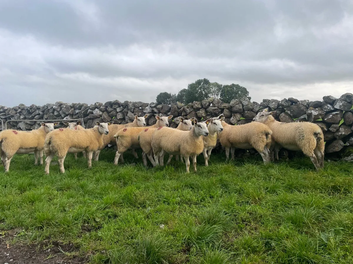 30 Texel X ewe lambs - Image 1