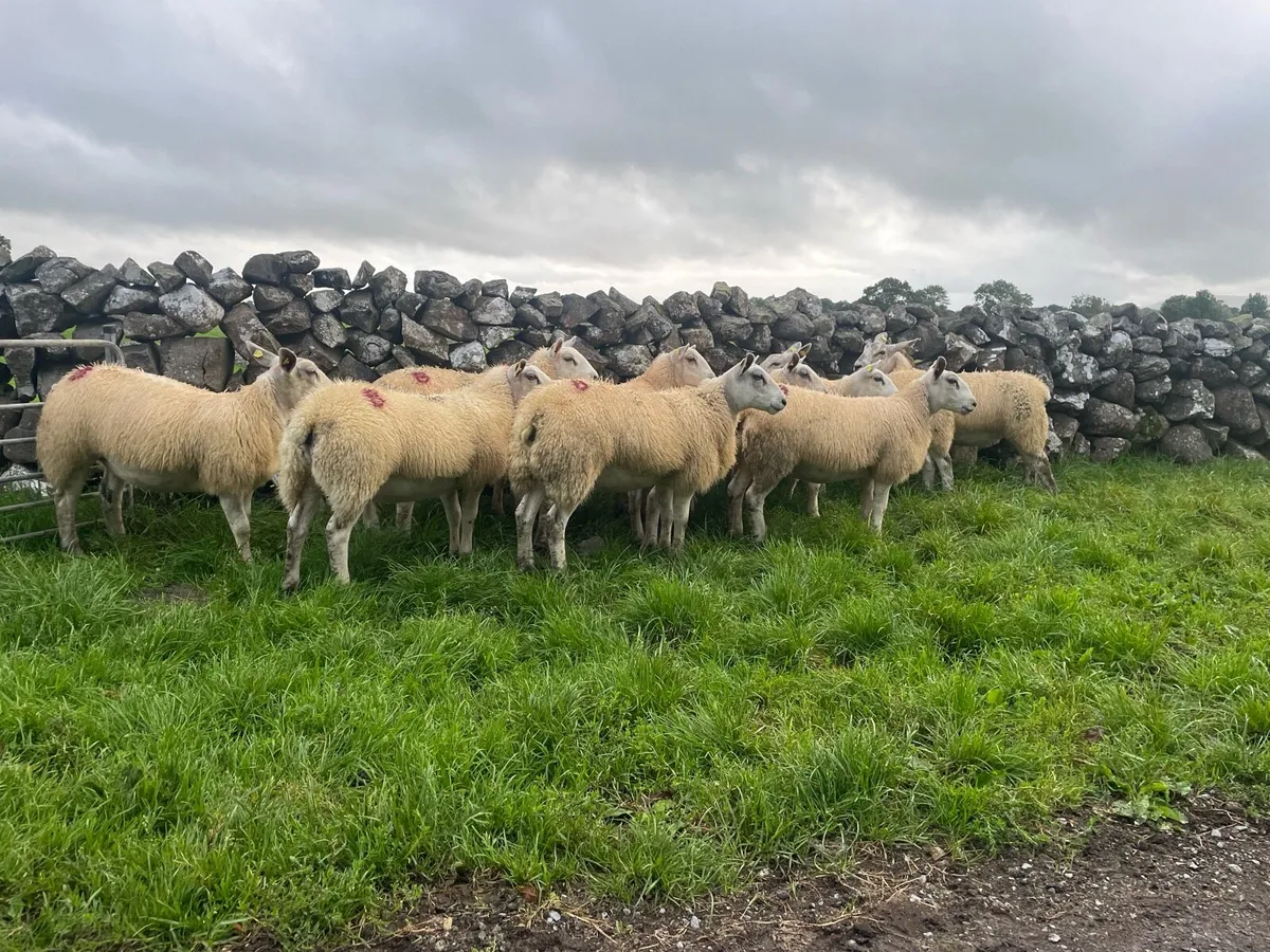 30 Texel X ewe lambs - Image 2