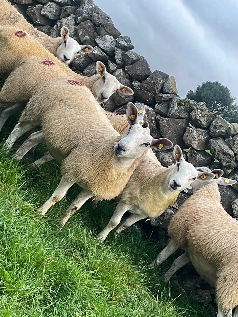 30 Texel X ewe lambs - Image 3