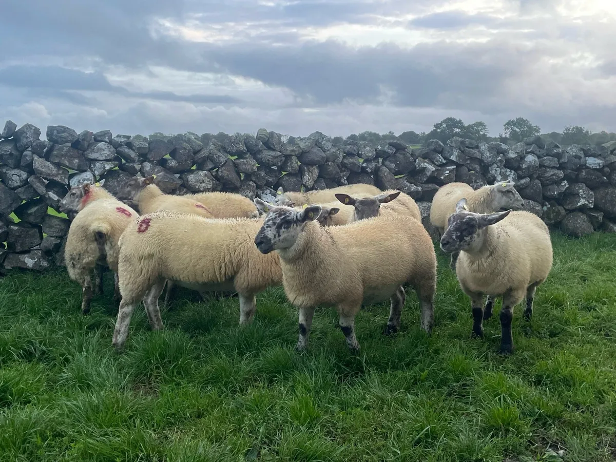 30 Texel X ewe lambs - Image 4