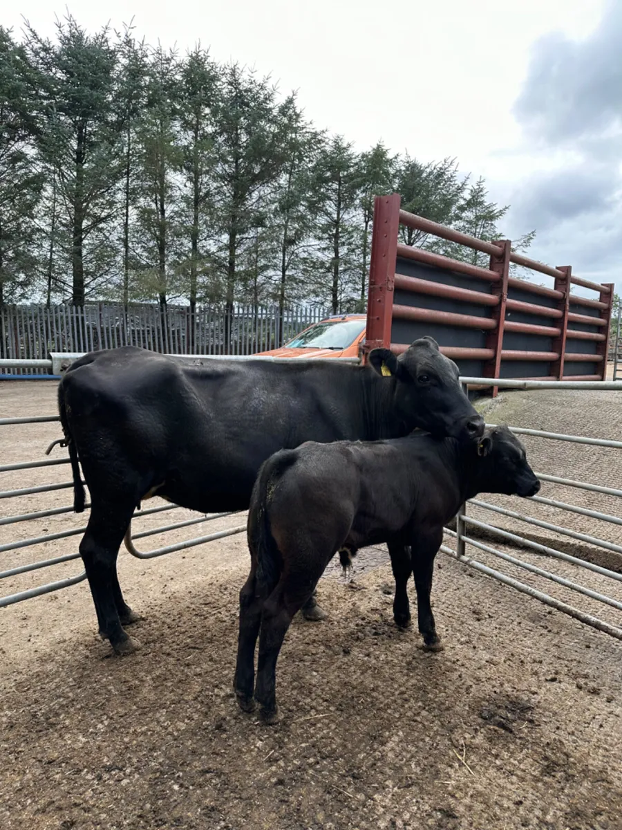 Angus heifer and lim bull - Image 3