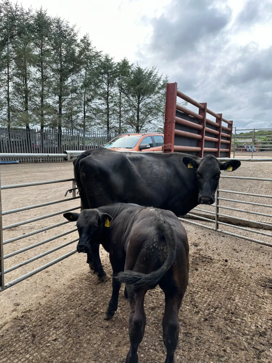 Angus heifer and lim bull - Image 1