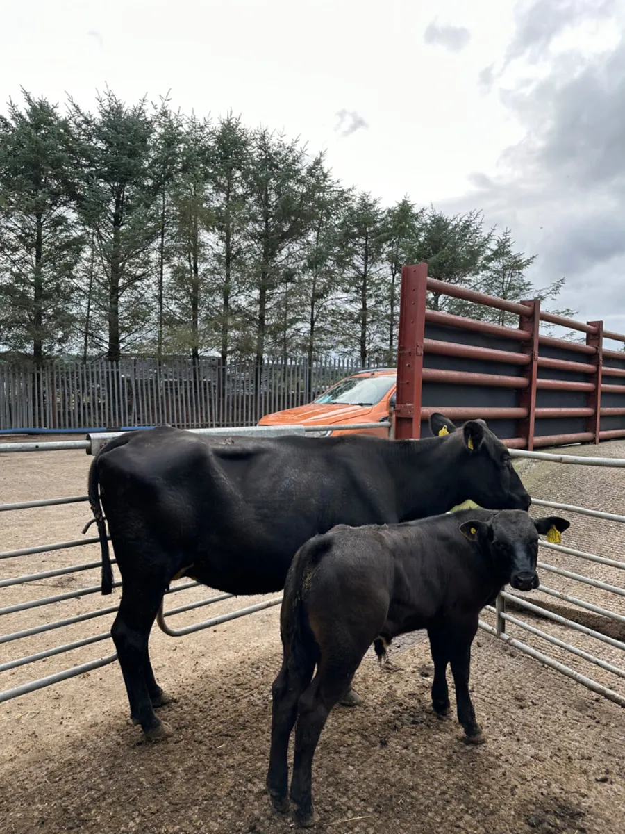 Angus heifer and lim bull - Image 4