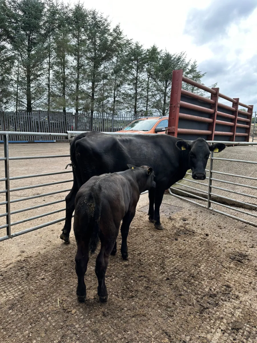Angus heifer and lim bull - Image 2