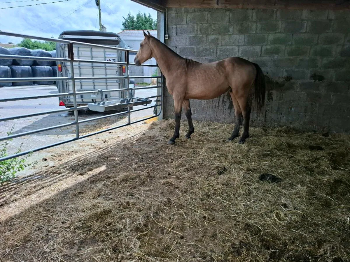 Sports horse - Image 2