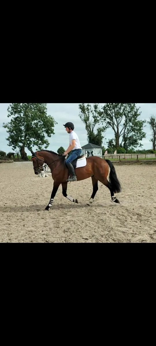 7 Yr Old Irish Sports Pony Stallion - Image 3