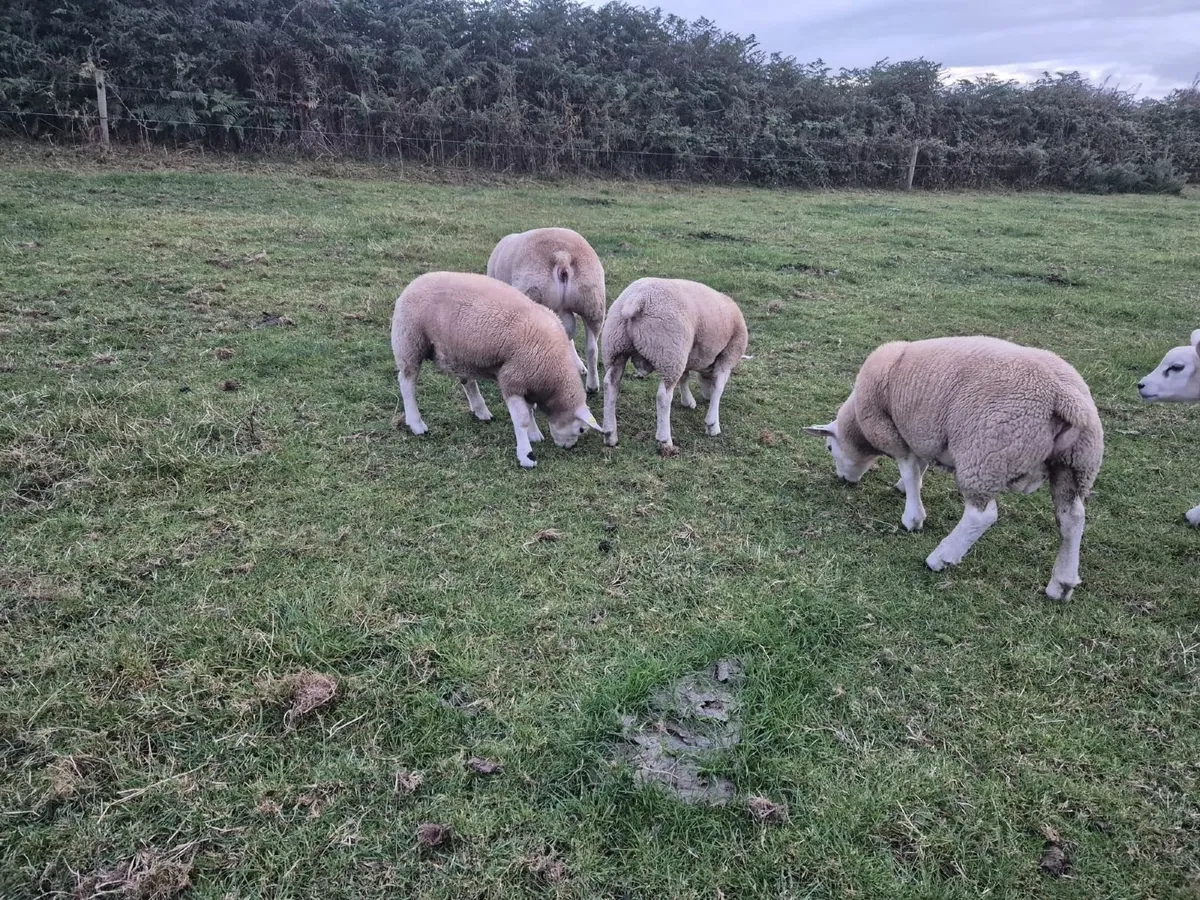 Texel PBR Hogget Ram & Ram lambs - Image 2