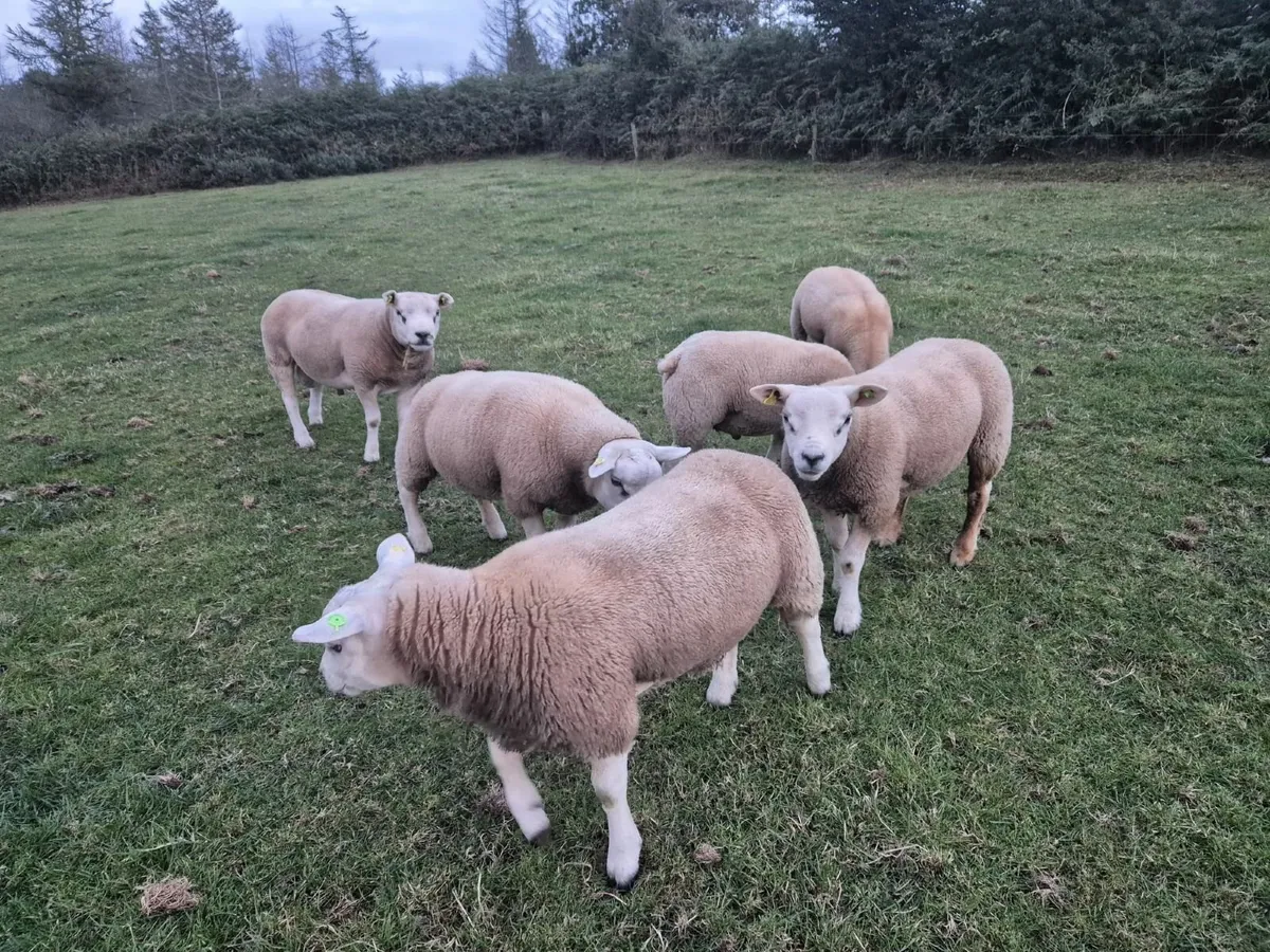Texel PBR Hogget Ram & Ram lambs - Image 3