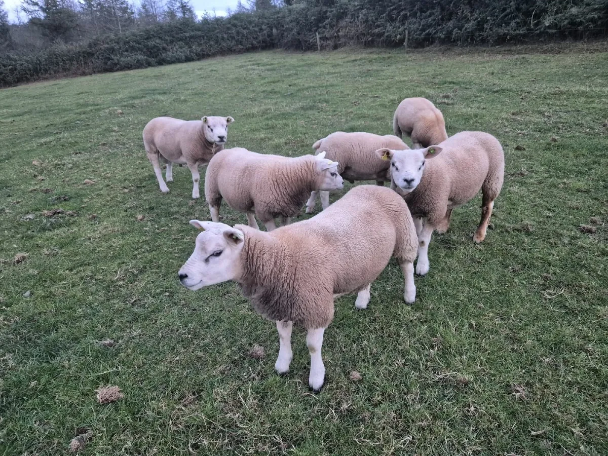 Texel PBR Hogget Ram & Ram lambs - Image 4