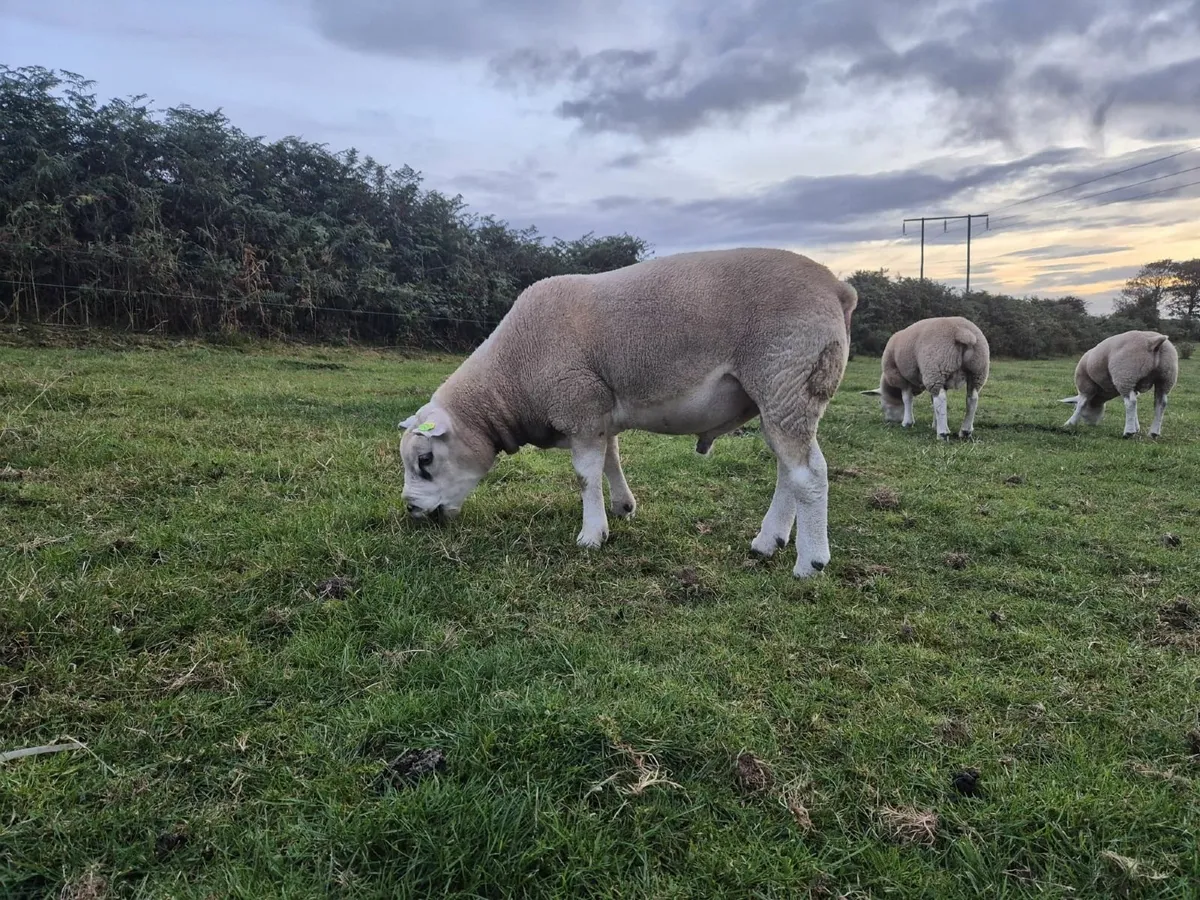 Texel PBR Hogget Ram & Ram lambs - Image 1