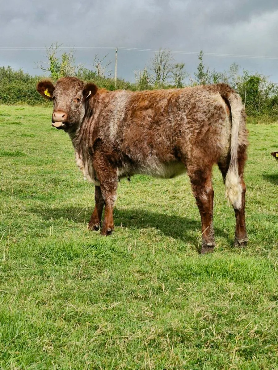 5 Star Roan  heifer - Image 1