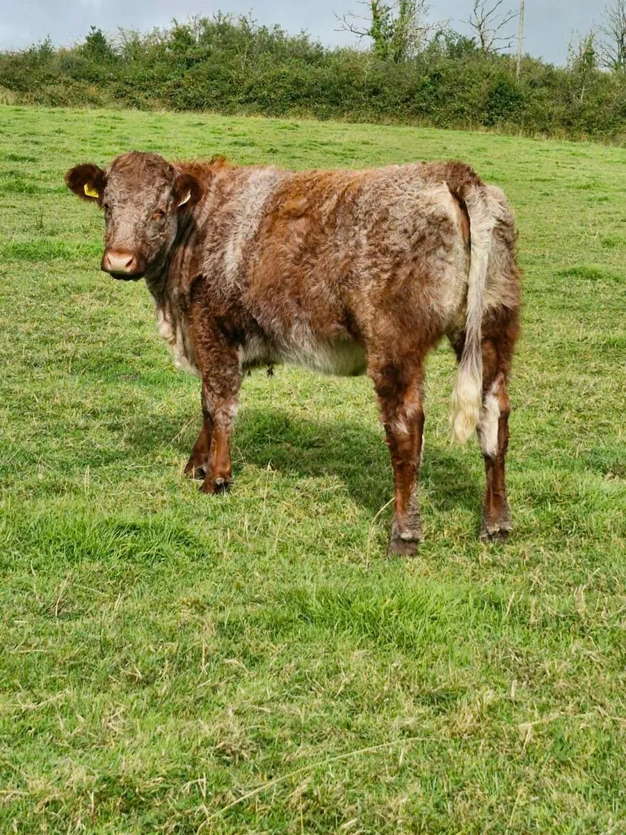 5 Star Roan  heifer - Image 2