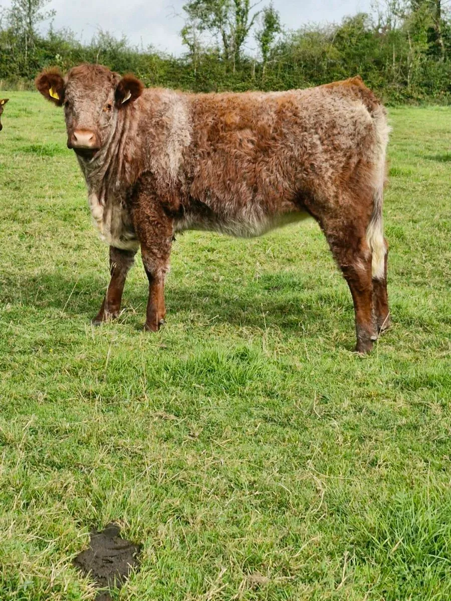 5 Star Roan  heifer - Image 3