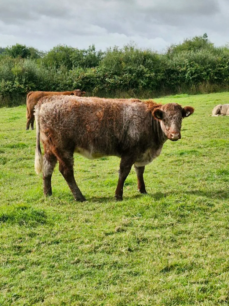 5 Star Roan  heifer - Image 4