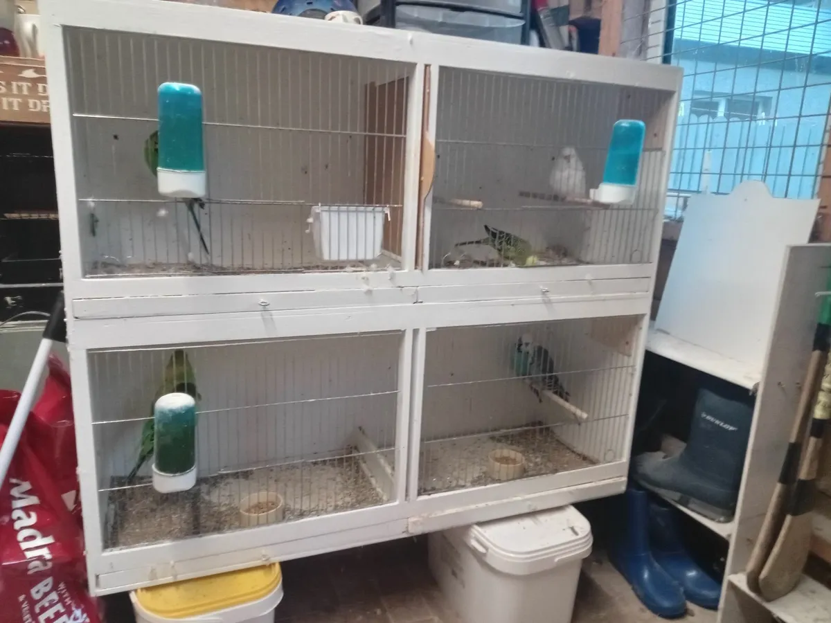 Budgies - Image 3