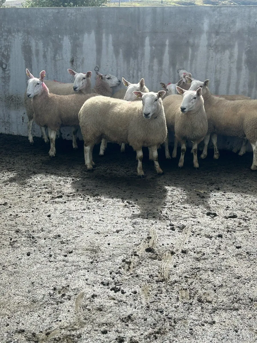 Cheviot Hoggets - Image 1