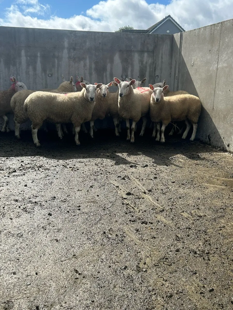Cheviot Hoggets - Image 2
