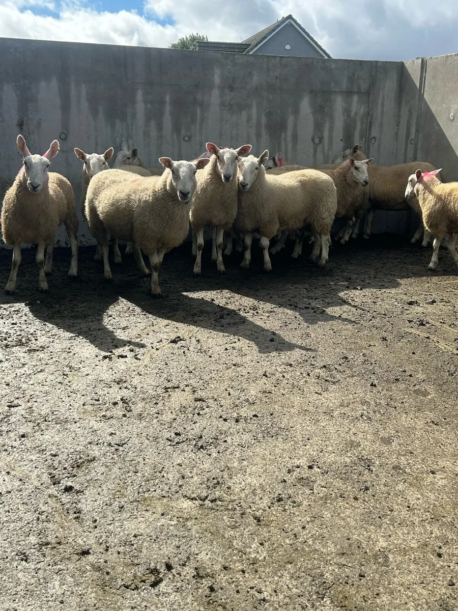 Cheviot Hoggets - Image 3