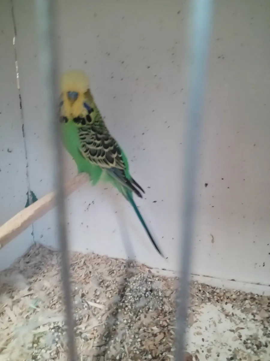 Budgies - Image 2