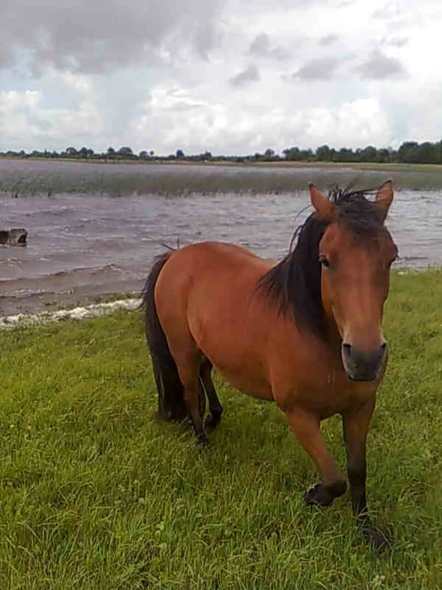 Horse grazing