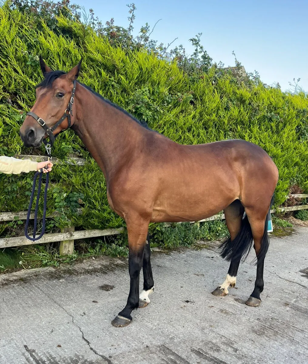 3 year old filly - Image 1
