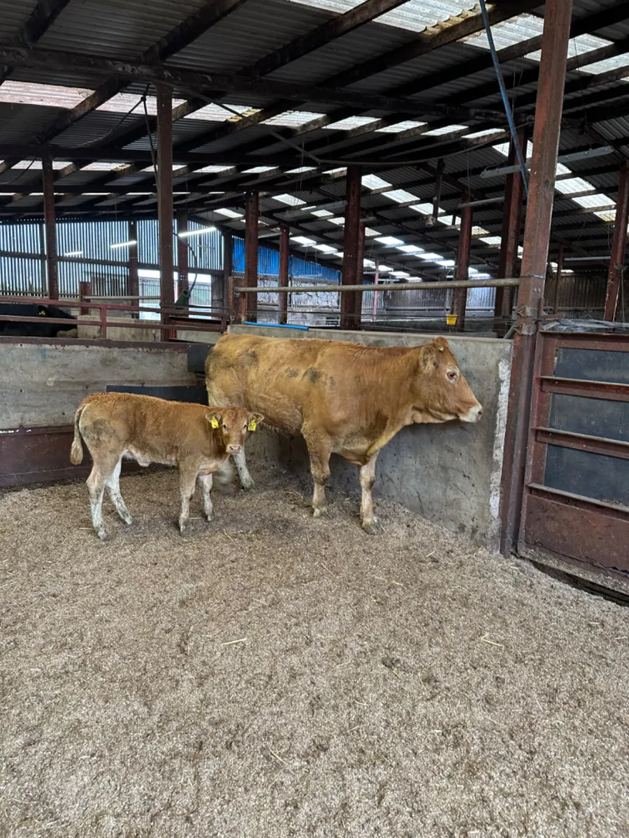 Cow and calve - Image 3