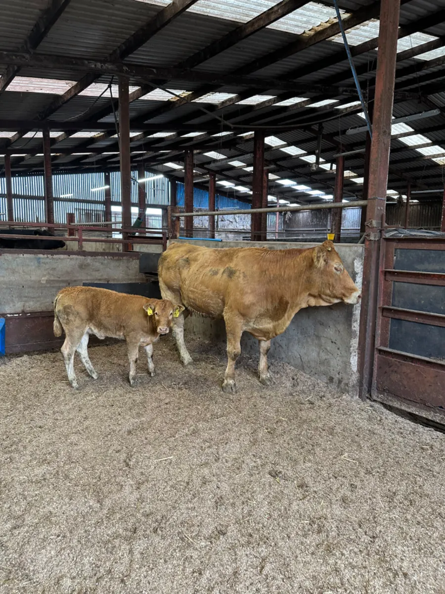 Cow and calve - Image 1