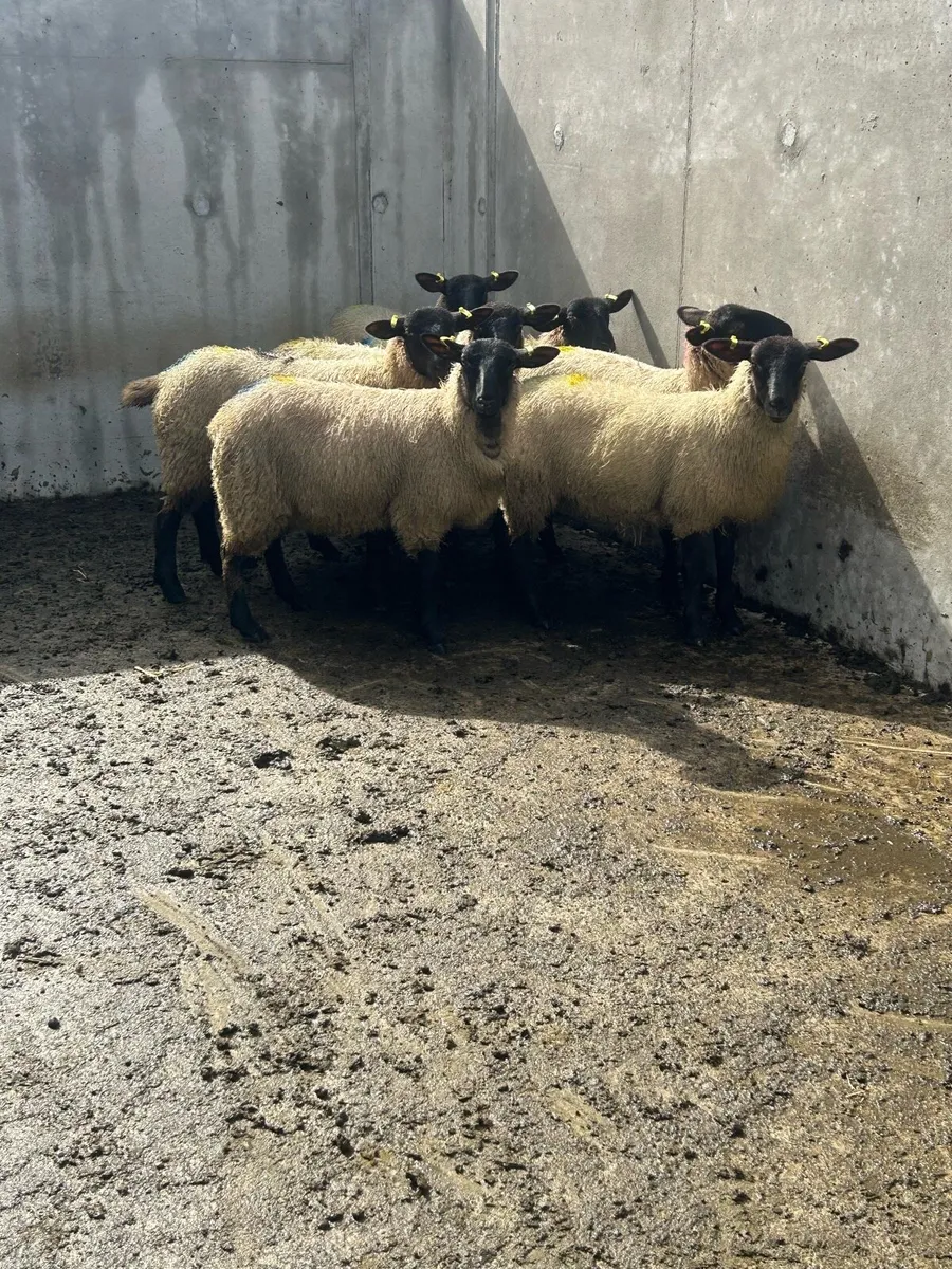 7 Suffolk mule ewe lambs - Image 1