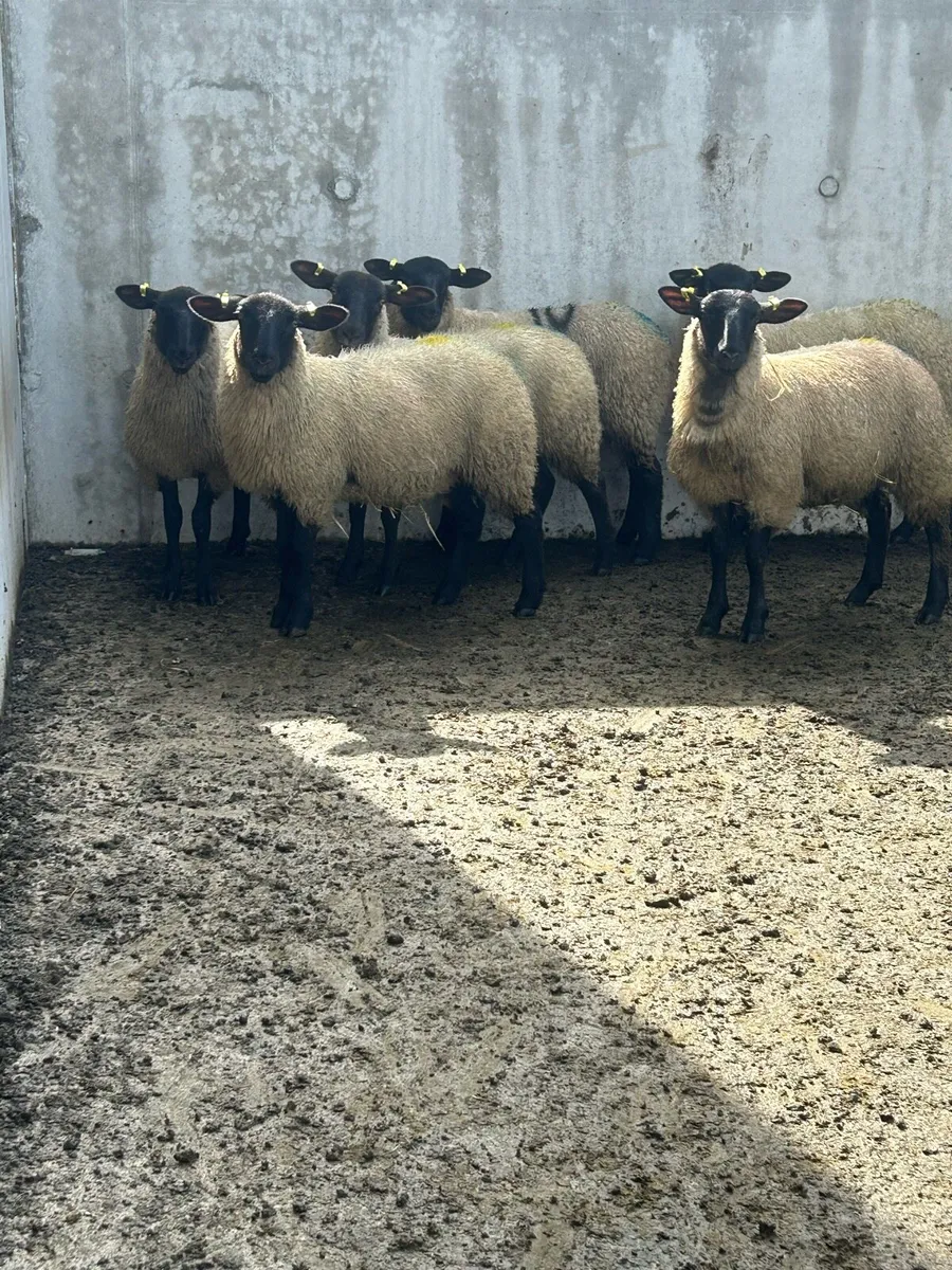 7 Suffolk mule ewe lambs - Image 2