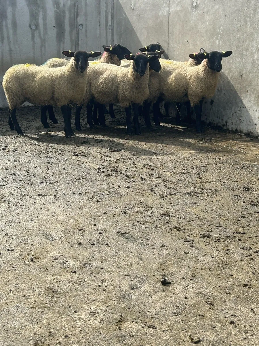 7 Suffolk mule ewe lambs - Image 3