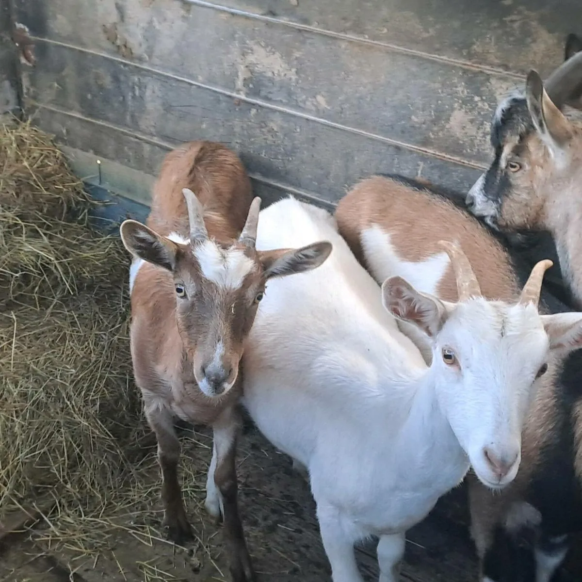 Goats - Image 1