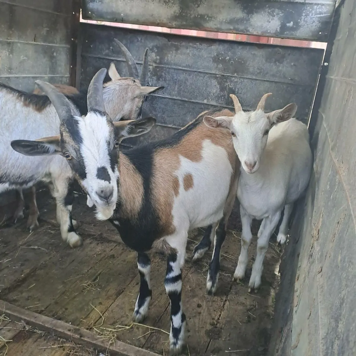 Goats - Image 2