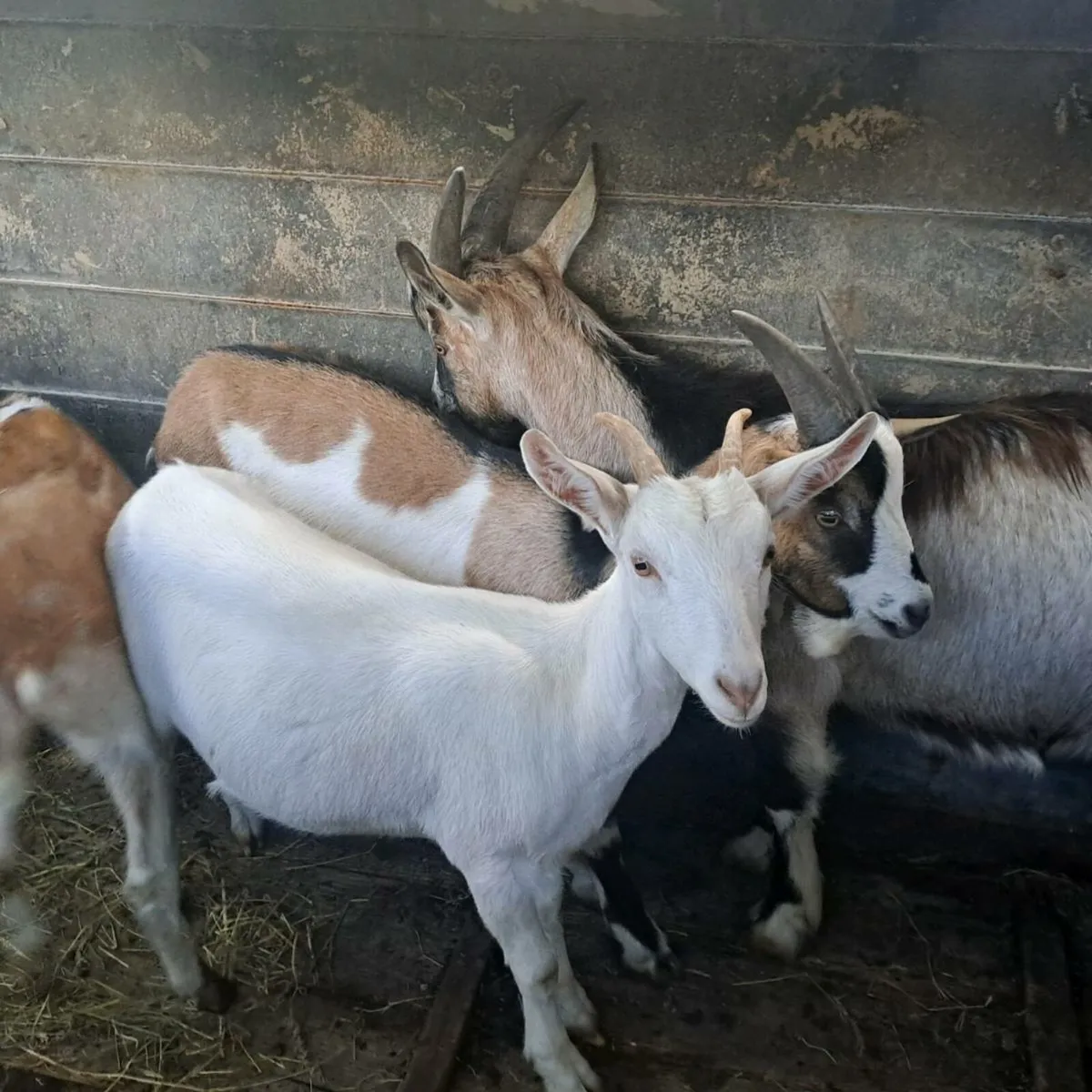 Goats - Image 3