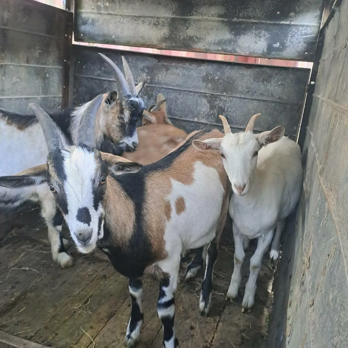 Goats - Image 4