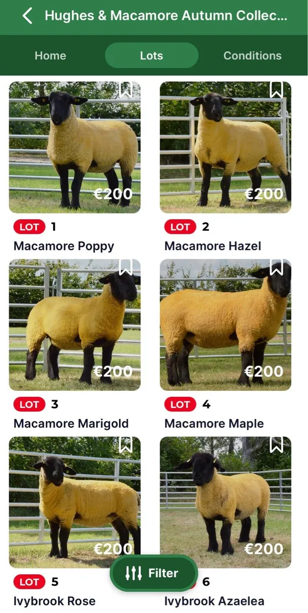 Hughes & Macamore Autumn Collection Timed Sale - Image 1