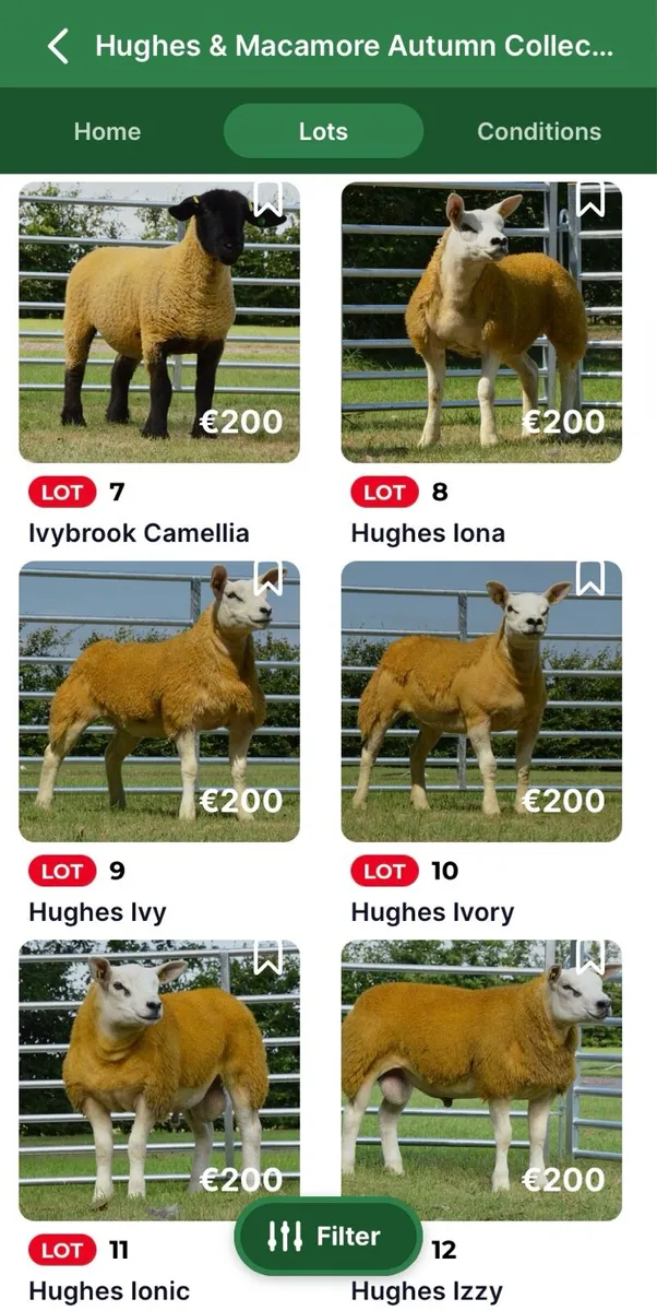 Hughes & Macamore Autumn Collection Timed Sale - Image 2