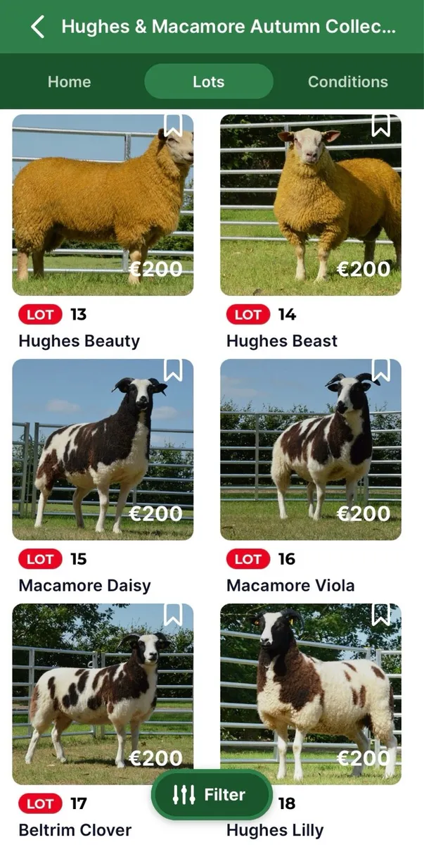 Hughes & Macamore Autumn Collection Timed Sale - Image 3