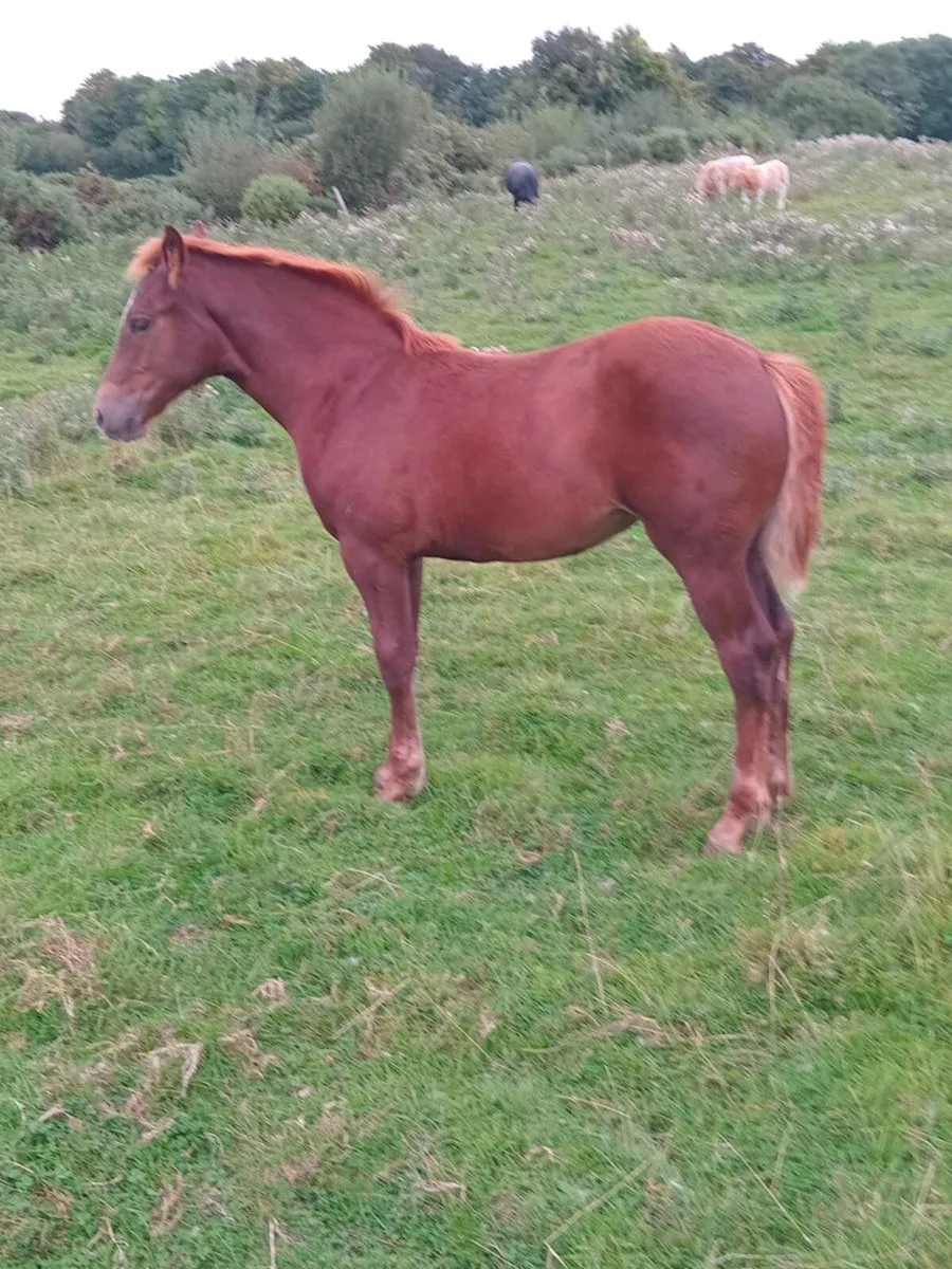 RID Carrabawn Cross Filly Foal - Image 2