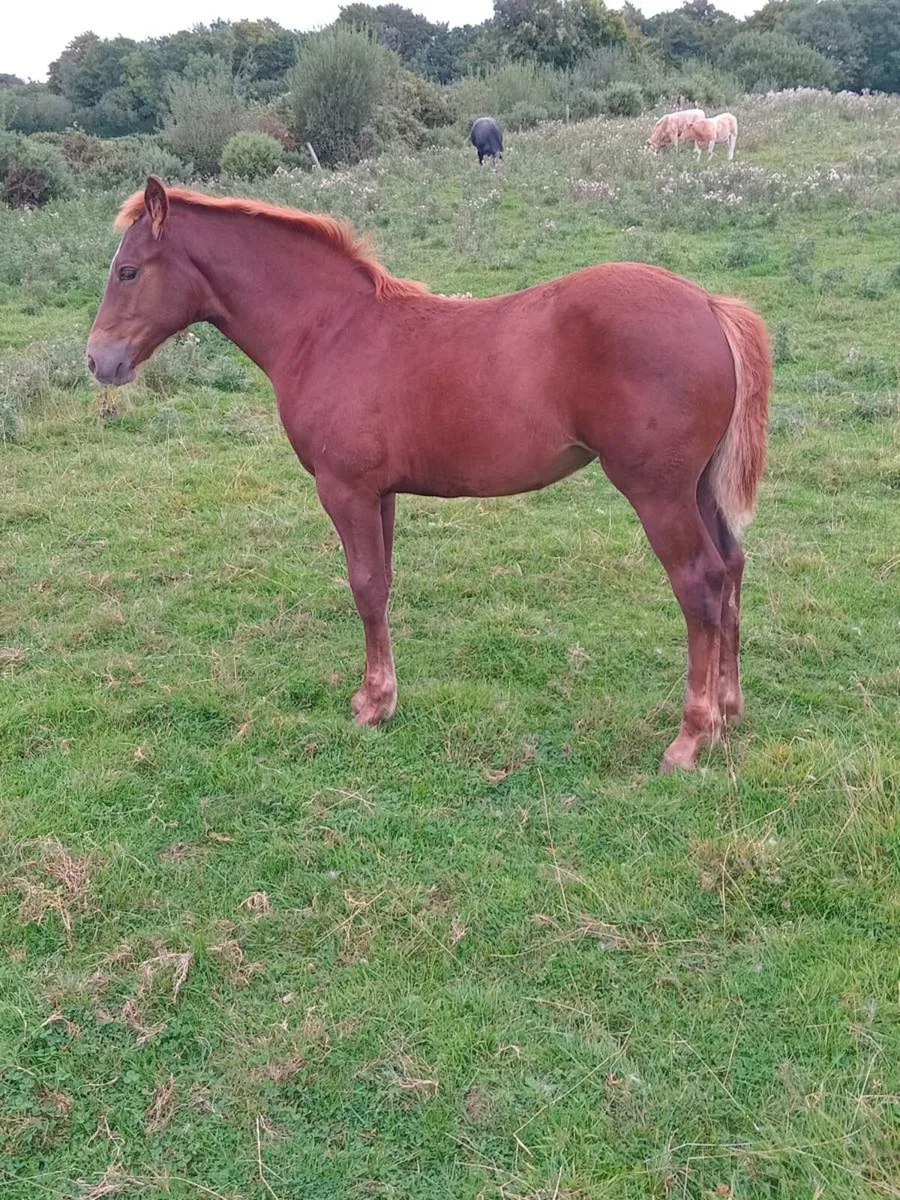 RID Carrabawn Cross Filly Foal - Image 3