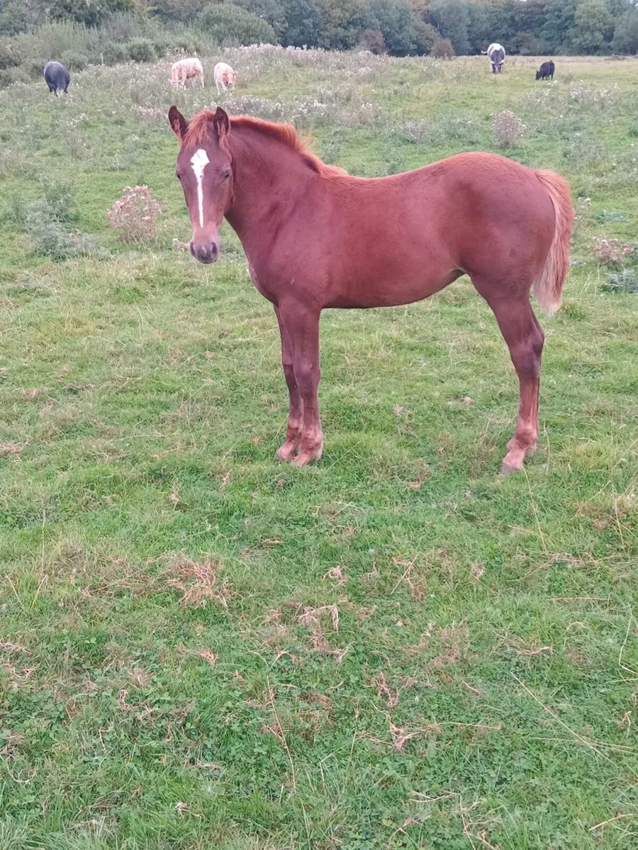 RID Carrabawn Cross Filly Foal - Image 4